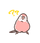 アキクサインコLINEスタンプ3（個別スタンプ：37）