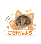 癒され隊三毛猫編II（個別スタンプ：3）