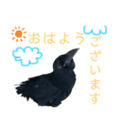 かたあしトトちゃん（個別スタンプ：1）
