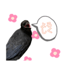 かたあしトトちゃん（個別スタンプ：5）