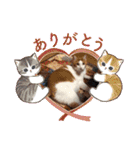 ねこのとろちゃんスタンプです（個別スタンプ：3）