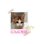 ねこのとろちゃんスタンプです（個別スタンプ：6）