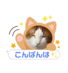 ねこのとろちゃんスタンプです（個別スタンプ：7）