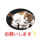 ねこのとろちゃんスタンプです（個別スタンプ：10）