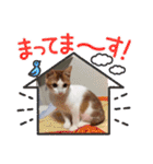 ねこのとろちゃんスタンプです（個別スタンプ：17）