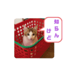 ねこのとろちゃんスタンプです（個別スタンプ：28）