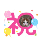 ねこのとろちゃんスタンプです（個別スタンプ：37）