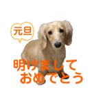 ご挨拶ダックス（個別スタンプ：1）