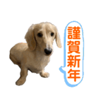ご挨拶ダックス（個別スタンプ：4）