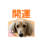 ご挨拶ダックス（個別スタンプ：5）