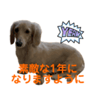 ご挨拶ダックス（個別スタンプ：6）
