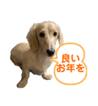 ご挨拶ダックス（個別スタンプ：7）