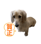 ご挨拶ダックス（個別スタンプ：8）