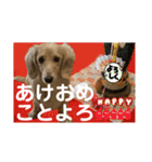 ご挨拶ダックス（個別スタンプ：9）