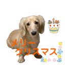 ご挨拶ダックス（個別スタンプ：10）