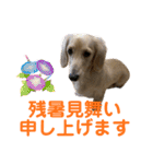 ご挨拶ダックス（個別スタンプ：14）