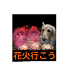 ご挨拶ダックス（個別スタンプ：15）