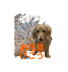 ご挨拶ダックス（個別スタンプ：16）