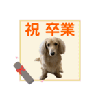 ご挨拶ダックス（個別スタンプ：18）