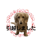 ご挨拶ダックス（個別スタンプ：19）