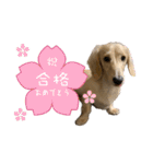 ご挨拶ダックス（個別スタンプ：25）