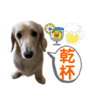ご挨拶ダックス（個別スタンプ：26）