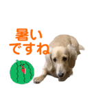 ご挨拶ダックス（個別スタンプ：29）