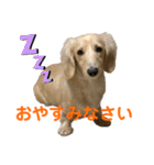 ご挨拶ダックス（個別スタンプ：34）