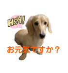 ご挨拶ダックス（個別スタンプ：35）