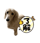 ご挨拶ダックス（個別スタンプ：37）