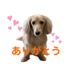 ご挨拶ダックス（個別スタンプ：38）