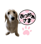 ご挨拶ダックス（個別スタンプ：39）