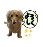 ご挨拶ダックス（個別スタンプ：40）
