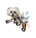 チェリン（個別スタンプ：1）