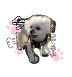 チェリン（個別スタンプ：5）