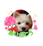 うちのイッヌ♡（個別スタンプ：2）