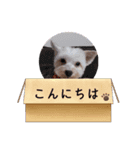 うちのイッヌ♡（個別スタンプ：3）