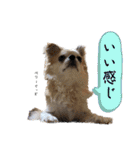 でんずくスタンプ②（個別スタンプ：13）