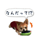 でんずくスタンプ②（個別スタンプ：19）