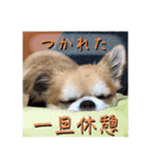 でんずくスタンプ②（個別スタンプ：23）