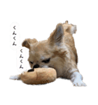 でんずくスタンプ②（個別スタンプ：31）