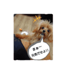 ポメプーのまろんちゃん（個別スタンプ：1）