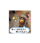 ポメプーのまろんちゃん（個別スタンプ：3）