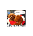 ポメプーのまろんちゃん（個別スタンプ：9）
