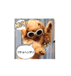 ポメプーのまろんちゃん（個別スタンプ：10）