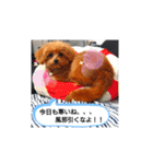 ポメプーのまろんちゃん（個別スタンプ：14）