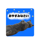 毎日使える！るるの日常（個別スタンプ：5）