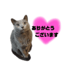 毎日使える！るるの日常（個別スタンプ：6）