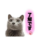 毎日使える！るるの日常（個別スタンプ：9）