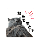 毎日使える！るるの日常（個別スタンプ：10）